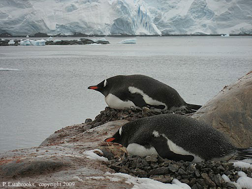Penny_Antarctica2