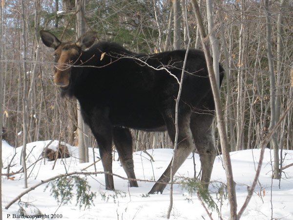 Moose1